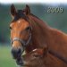 Syn-vitaal (voor paarden)