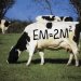 EM-Silage